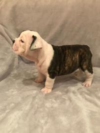 Alte englische Bulldogge Welpen