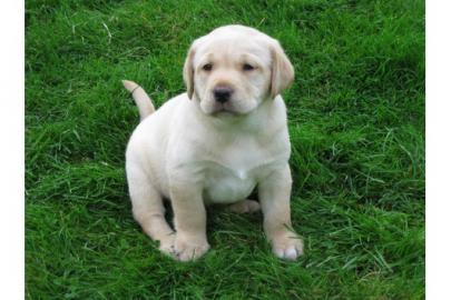 Sch�ne Labrador Retriever Welpen !
