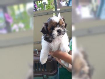Sehr liebe Shih-Tzu Welpen