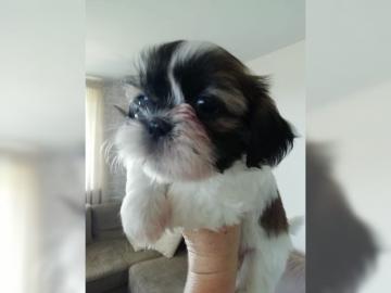 Sehr liebe Shih-Tzu Welpen