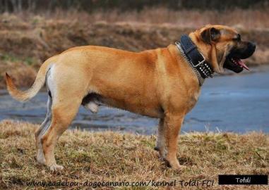 Ca de Bou, Perro de Presa Mallorquin
