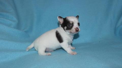 Chihuahua WELPE
