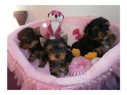 Yorkshire Terrier Welpen black and tan. 
