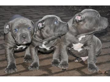 American PitbullTerrier Welpen zu VERKA