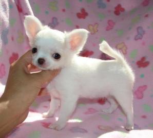 Typvolle Mini Chihuahua Welpen