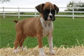 Boxer Welpe