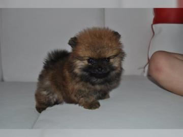 Wundersch�ne reinrassige Pomeranian Zwer