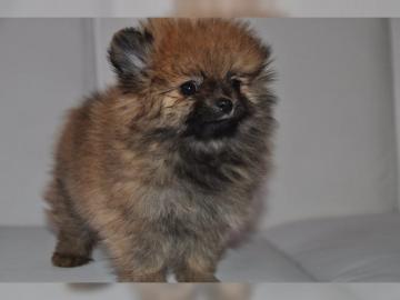 Wundersch�ne reinrassige Pomeranian Zwer