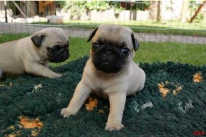 2 M�dchen Reinrassige Mops