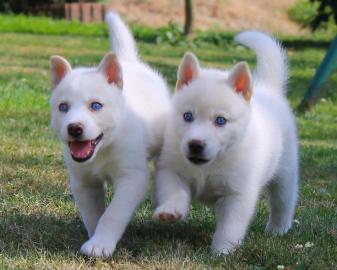 Reinrassige Siberian Husky Welpen verf�g