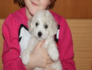4 bichon friese Welpen suchen ein neues