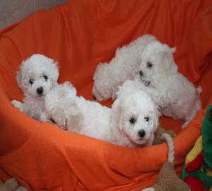 4 bichon friese Welpen suchen ein neues