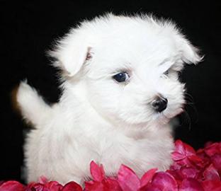 S��e Mini- Malteser Welpen