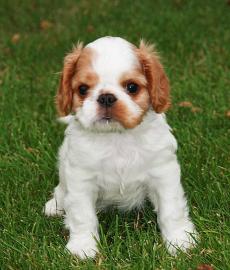 S��er King Charles Spaniel