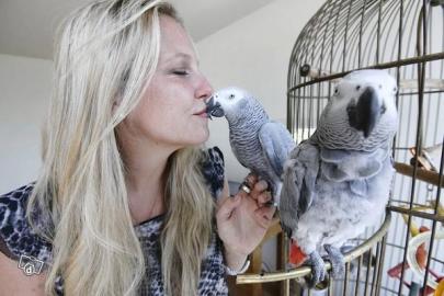 Kongo Graupapageien mit K�fig
