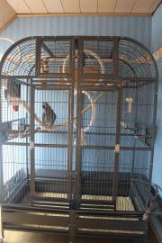 Kongo Graupapageien mit K�fig