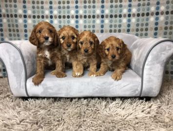 Cavapoo-Welpen
