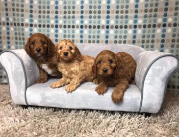 Cavapoo-Welpen