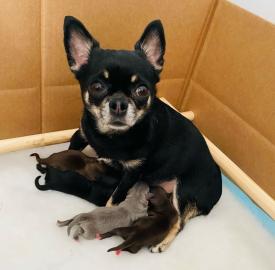 Reinrassige chihuahua Welpen.  .  .  WHATSA
