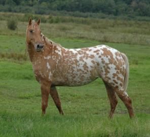 Appaloosa-Stute mit E-Pass und US-Papier