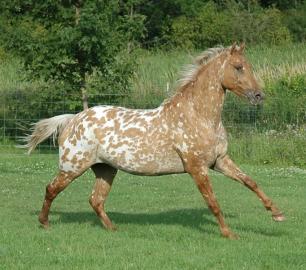 Appaloosa-Stute mit E-Pass und US-Papier