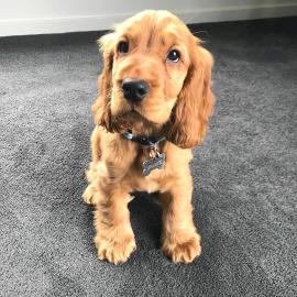 Cocker Spaniel Welpen
