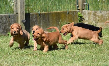 Cocker Spaniel Welpen