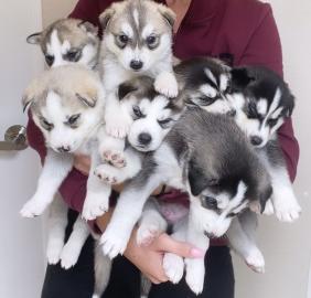 S??e Siberian Husky-Welpen zu verkaufen
