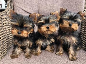 Typvolle Yorkshire Terrier Welpen mit VD