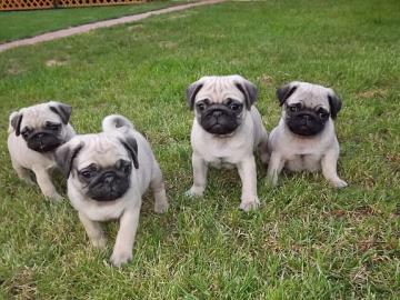 Mops welpen
