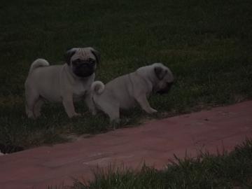 Mops welpen