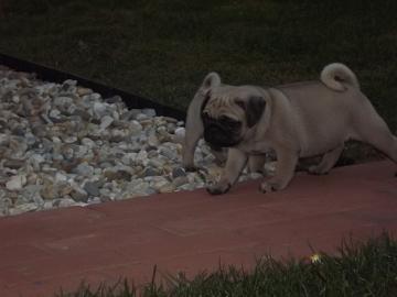 Mops welpen