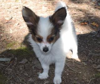 Beautiful Papillon puppies