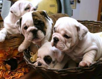 wundersch�ne Englische Bulldoggen welpen