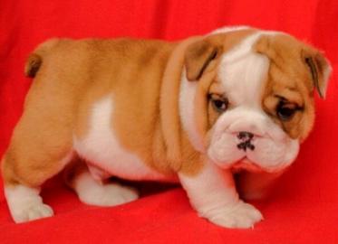 wundersch�ne Englische Bulldoggen welpen
