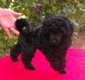 Toy Pudel schwarz Welpen