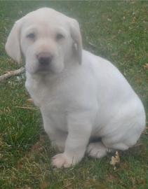 Labrado Retriever puppies