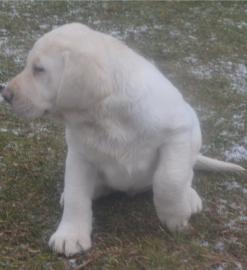 Labrado Retriever puppies