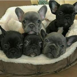 S��en Franz�sische Bulldogg Welpen