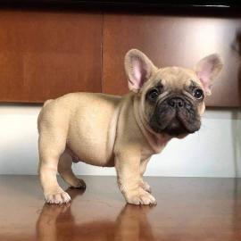 Reinrassige Franz?sische Bulldogge Welpe