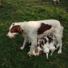 Irish Red and White Setter FCI Welpen
