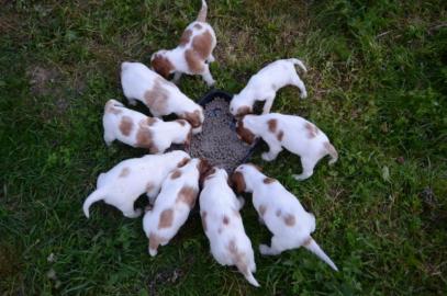 Irish Red and White Setter FCI Welpen