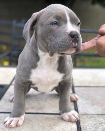 Blaue Pitbull Welpen