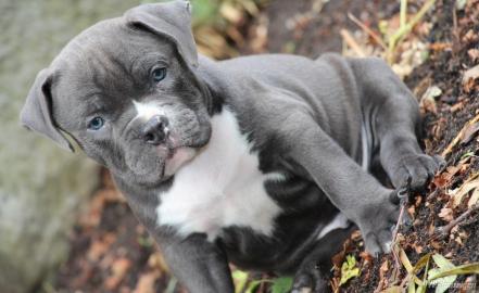 Rednose American Pit Bull Welpen zu verk