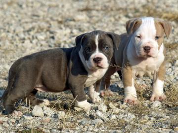 Rednose American Pit Bull Welpen zu verk