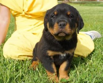 Gesunde Reinrassige Rottweiler welpen