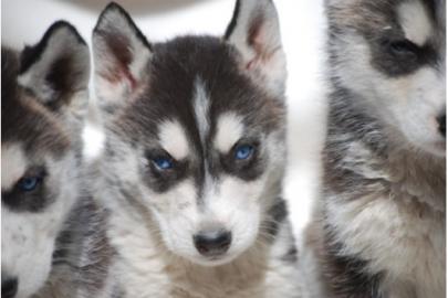 3 Wundersch�ne Siberian Husky welpen
