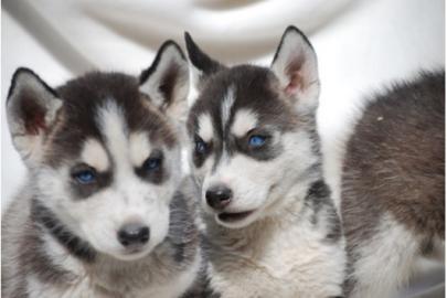3 Wundersch�ne Siberian Husky welpen