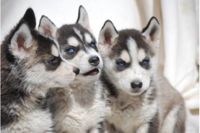 3 Wundersch�ne Siberian Husky welpen