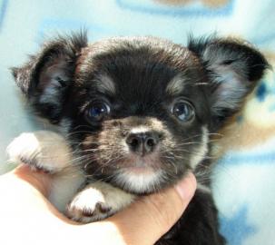 100% Reinrassige Chihuahua Welpen